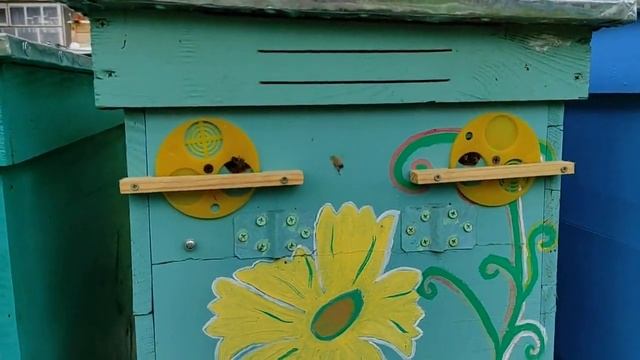 31 мая 2022г. Роением нужно управлять. Как уйти от роения!!! смотреть онлайн