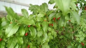 Гуми. Плодоношение.