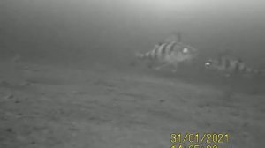 Озеро Шейно, Тверская область, 31.01.21