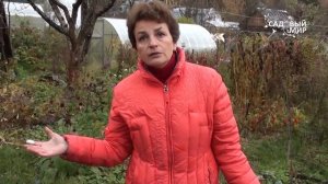 Почему не завязалась цветная капуста