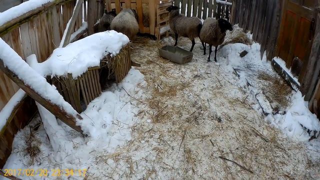 Провалился погреб. Продаем бычка на мясо. Есть ли выгода от бычков смотреть онлайн