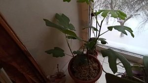 Выращиваю инжир на Урале