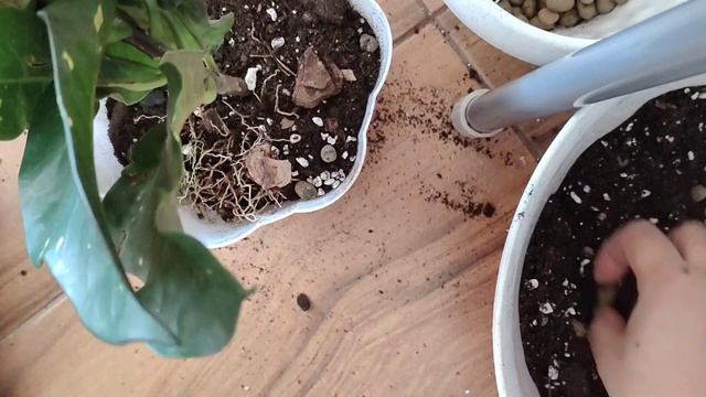 Пересадка Кратон. Кратонның топырағы. Гаршоктың астын қалай тесуге болады. Үй гүлдері. Гүлдер әлемі