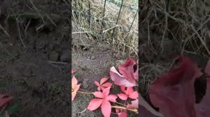 Размножение девичьего винограда.