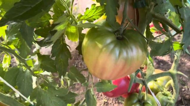 18 ноября 2023 г. смотреть онлайн