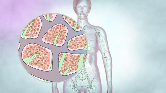 The lymphatic drainage system смотреть онлайн