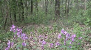 Вечерница ( Гесперис , Ночная фиалка ) .