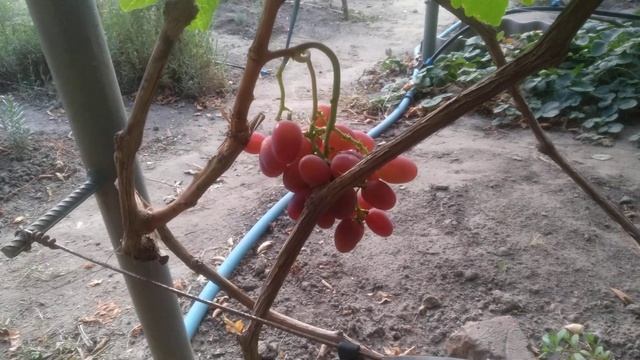 На винограднике: Красная Планета смотреть онлайн