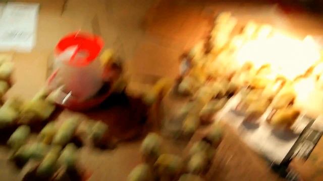 Бройлеры чешские "Кобб 500" первые сутки смотреть онлайн