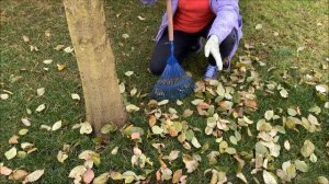 Осенняя листва: убрать или оставить?