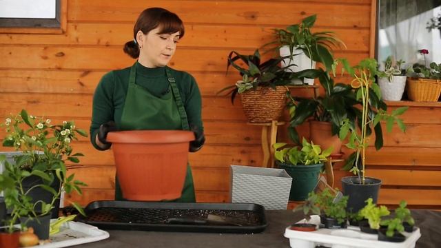 «Зеленее будет». Контейнерный огород смотреть онлайн