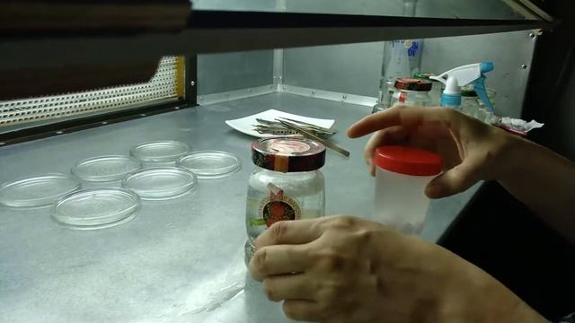 [108] Стерилизация голубики перекисью водорода вместо белизны, чтобы растения не плакали смотреть онлайн