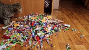 В моем шкафу живет Динозавр Рекс