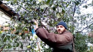 Как правильно собрать яблоки с высокого дерева.
