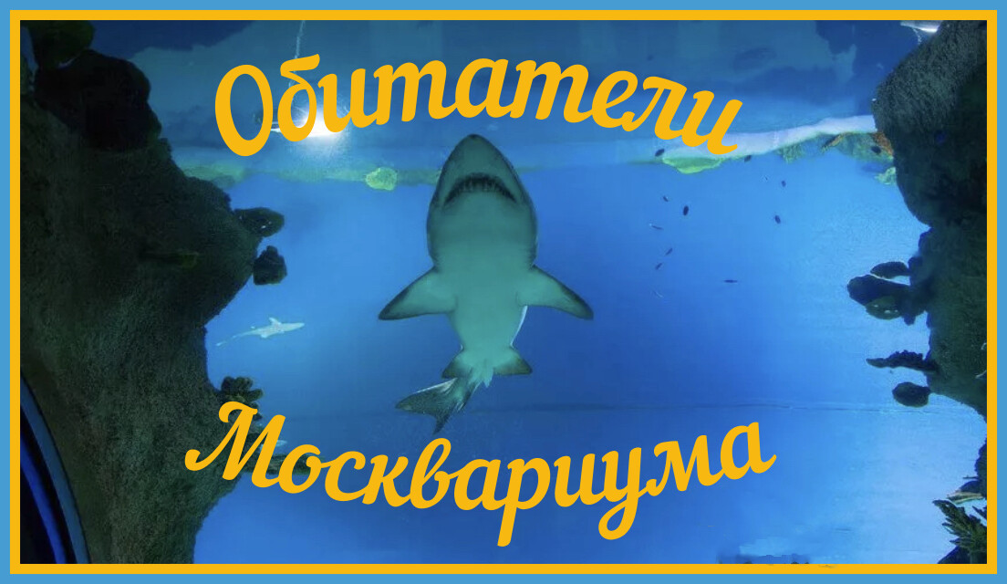 Москвариум на ВДНХ // Обзор самого большого океанариума Европы // 12 тыс. обитателей в одном видео