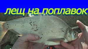 Рыбалка на леща. Ловля леша на поплавочную удочку.