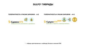 Самые современные гибриды и технологии возделывания подсолнечника