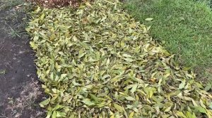 ТЁПЛАЯ ГРЯДКА В СОСТОЯНИИ УВЕЛИЧИВАЮЩЕГОСЯ ПЛОДОРОДИЯ #теплая_грядка#органическая_грядка