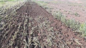 бдт! дискуем с комфортом! Беларус 952.3 в работе!