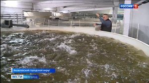 В яковлевском селе Пушкарное выращивают радужную форель