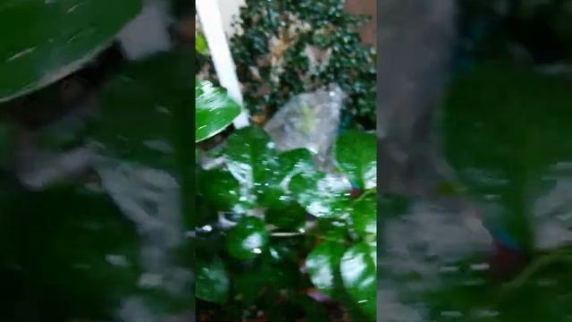 Завязи, целых 4 штуки :) Murraya paniculata ‘Himalayan’ big leaves, Муррайя Гималайская Крупный лис смотреть онлайн