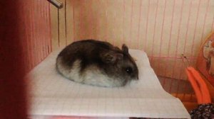 Хомяк задумался...| Хомяк Стёпа