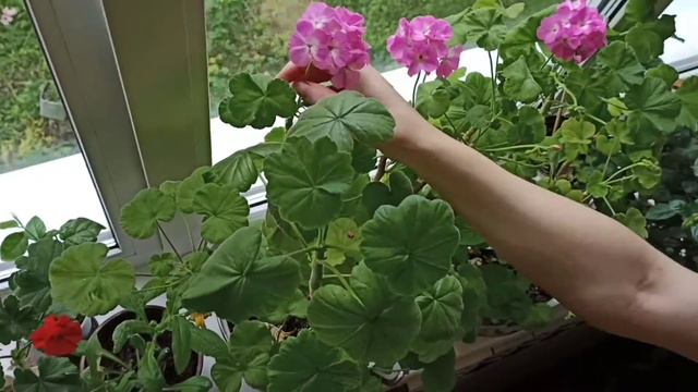 Новые августовские комнатные цветы.  Хвастаюсь свои сокровищем  Это чудо! смотреть онлайн