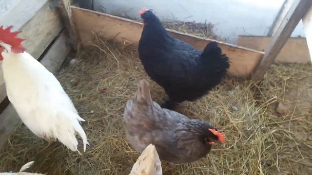 Мускусные утки, куры. Убрали Мулардов и Пеки /Musk ducks, chickens. Removed the Mulard and Beijing смотреть онлайн