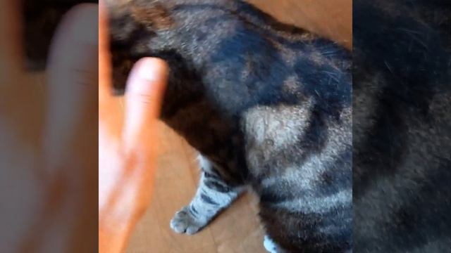 Германия....Такая взрослая, умная кошка..... такое чувство, как будто она меня понимает🧡 смотреть онлайн