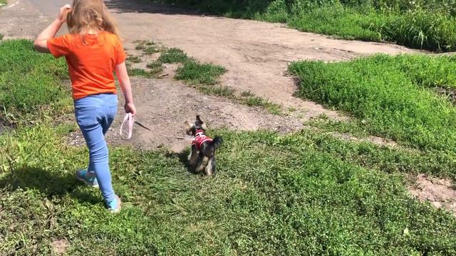 🐶 «УРА! МОРЕ! УРА!» 🐶/день 2–« ДОРОГА К МОРЮ - КУКУРУЗНОЕ ПОЛЕ»🐶/Йоркширский терьер/Смешные животны смотреть онлайн