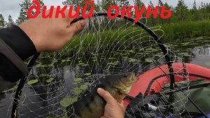 хороший клёв окуней и щук.встретил лосей!