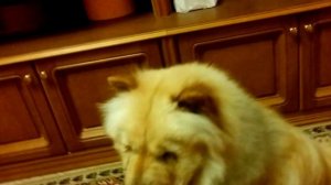 Chow-chow bark at ghost| Чау-чау лает на привидение