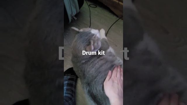 Fat cats are just drum sets