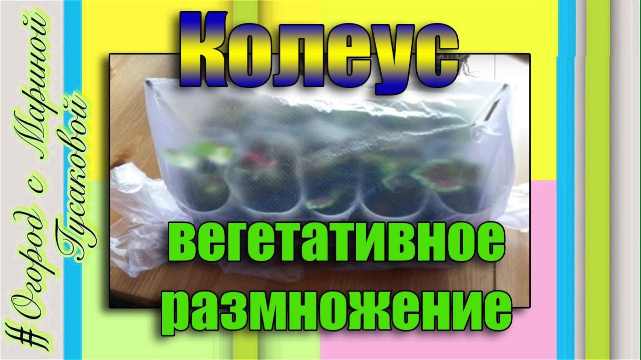 КОЛЕУС Вегетативное Размножение. ЗЛАКОВЫЕ пикирую, СНЕГ 22 марта на улице