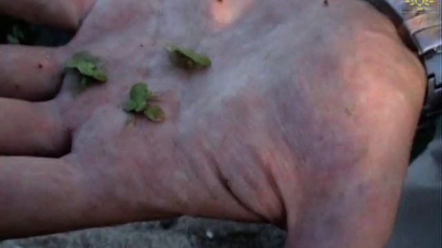 Сергій Тороп "Сальвінія плаваюча" (Salvinia natans) смотреть онлайн