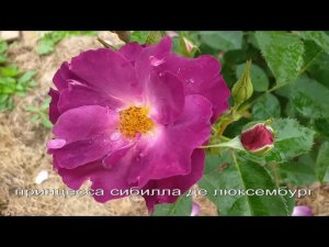 Розы. Пурпурные с оттенками. Названия подписаны #розы #пурпурныерозы