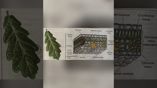 Видеоурок. 5 класс . Тема 26 Внутреннее строение листа. смотреть онлайн