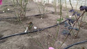 Подготовка роз к зиме в Крыму