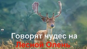 KARAOKE Лесной Олень КАРАОКЕ.mp4.mp4