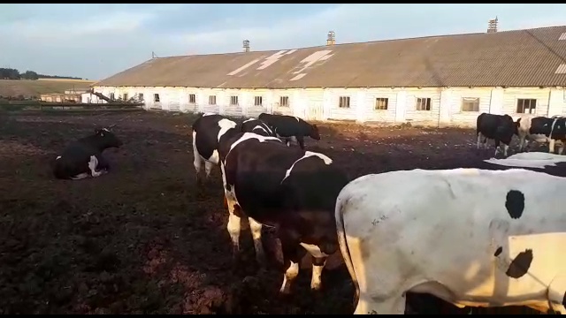 Продажа черно-пестрой породы КРС