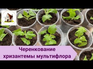 Хризантема мультифлора. Черенкование.