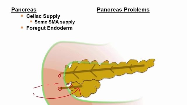 USMLE RX - 4.Желудочно-кишечный тракт - 2.Эмбриология -4.Эмбриология поджелудочной железы, селезёнки