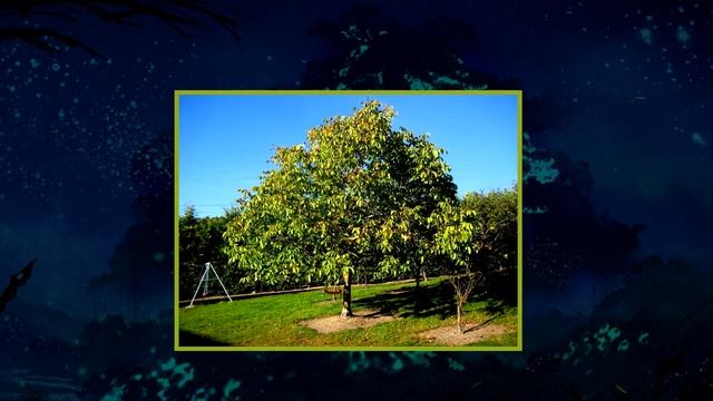 10 Худших Волшебных Палочек из Гарри Поттера смотреть онлайн