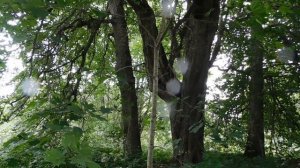 Заброшенные усадьбы России. Усадьба Пятая гора-мыза Пятогорская.