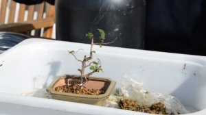 Быстрая пересадка Ulmus Parvifolia (особенности укоренения бонсай)
