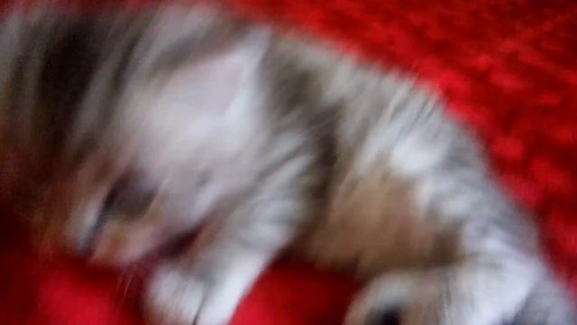 Девочка британка смотреть онлайн