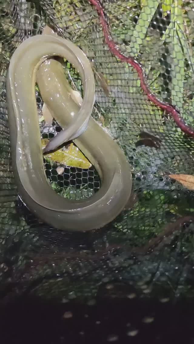 Поймали угря! Ловля угря ночью в жару!