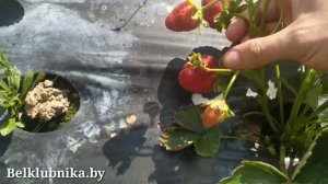 Сорт клубники Клеопатра ? НСД. Belklubnika.by