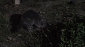 19_09_2020_Вислоухий Вася.mp4