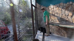 РЕДКОЕ ВИДЕО! Олег Зубков  в вольере с беременной  пантерой! In an aviary with a pregnant panther!